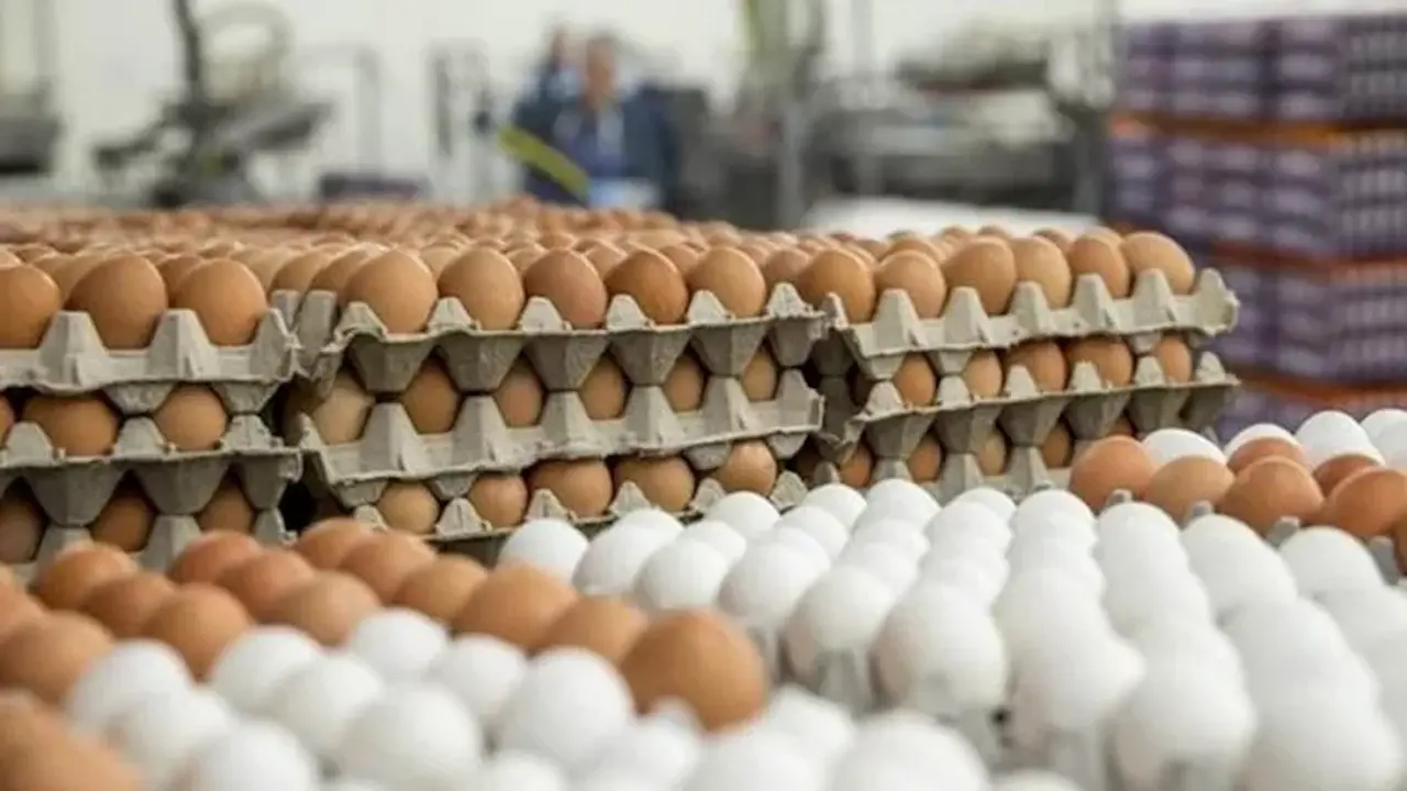 ارتفاع أسعار البيض والطماطم والذهب في الأسواق وسط تباين حركة التداولات المحلية